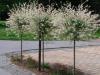 Stromy na kmínku: Salix integra 'Hakuro Nishiki' - japonská vrba celolistá 