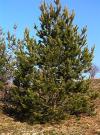Pinus sylvestris -borovice lesní
