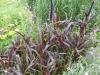 Barevné trávy: Pennisetum glaucum 'Purple Majesty'