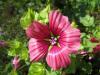 Slézy: Malope trifida - slézovka trojklanná