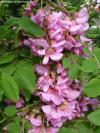 Robinia hispida 'Macrophylla' - akát chloupkatý