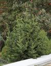 Pinus aristata - borovice osinatá