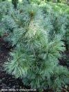 Pinus parviflora 'schoon's bonsai' - borovice drobnokvěta