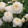 Rosa 'Claire Austin' - růže zahradní