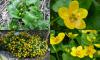 Caltha palustris - blatouch bahenní