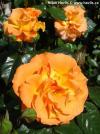 Rosa 'Westzeit' - růže keřová