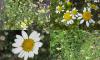 Anthemis arvensis - rmen rolní