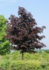 Acer platanoides 'Royal Rred' - javor mléč