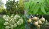 Sorbus domestica - jeřáb oskeruše