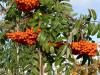 Sorbus aucuparia 'Edulis' - jeřáb sladkoplodý