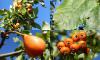 Sorbopyrus auricularis - hruškojeřáb ouškatý