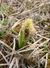 Carex humilis - ostřice nízká