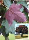 Acer pseudoplatanus 'Atropurpureum' - javor klen