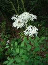 Clematis recta - plamének přímý