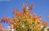 Acer palmatum 'Corallinum' - japonský javor, javor dlanitolistý