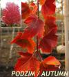 Acer rubrum 'Red sunset' - javor červený