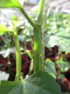 Cissus quadrangularis - žumen čtyřhranný