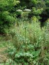 Heracleum sphondylium - bolševník obecný