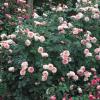 Rosa 'James Galway' - růže zahradní