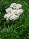 Sambucus ebulus - bez chebdí: květy