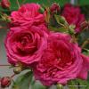 Rosa 'Laguna'® - růže popínavá (KORDES-ROSEN)