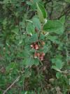 Cotoneaster integerrimus - skalník celokrajný