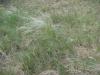 Stipa pennata - kavyl Ivanův