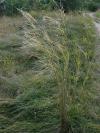Stipa capillata - kavyl vláskovitý