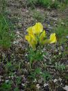 Chamaecytisus ratisbonensis - čilimník řezenský