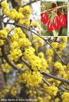 Cornus mas 'Aurea' - dřín jarní, dřín obecný