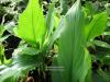 Curcuma longa - kurkuma dlouhá