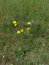 Hypochaeris maculata - prasetník plamatý