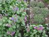 Pulmonaria officinalis - plicník lékařský