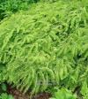 Adiantum pedatum 'Imbricatum' - netík