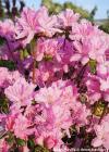 Azalea japonica 'Pink Rain' - azalka japonská