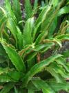 Phyllitis scolopendrium - jelení jazyk