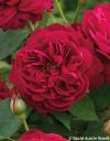 Rosa 'Darcey Bussell' - růže keřová (DAVID AUSTIN ROSES)