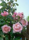 Rosa 'High Hopes' - růže zahradní, pnoucí