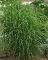 Miscanthus sinensis 'Pünkchten' - ozdobnice čínská
