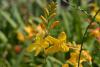Crocosmia 'Buttercup' - montbrécie