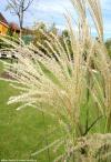 Miscanthus sinensis 'Malepartus' - ozdobnice čínská