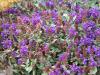 Prunella grandiflora - černohlávek velkokvětý