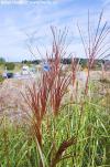Miscanthus sinensis 'Red Chief' - ozdobnice čínská