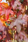 Liquidambar styraciflua 'Gold Beacon' - ambroň západní