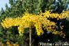 Ginkgo biloba 'Horizontalis' - jinan dvoulaločný