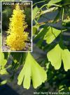 Ginkgo biloba 'Fastigiata Blagon' - jinan dvoulaločný