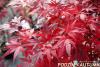 Acer palmatum'Pixie' - javor dlanitolistý