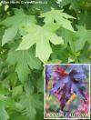 Liquidambar styraciflua 'Burgundy' - ambroň západní