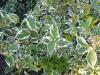Cornus alba 'Sibirica Variegata' - svída panašovaná