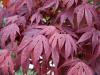 Acer palmatum' Fireglow' - javor dlanitolistý